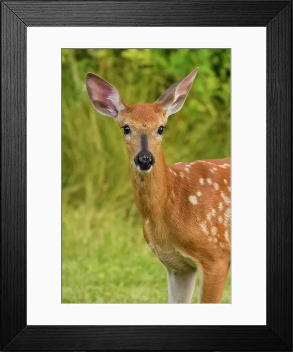 Framed Print : White-tailed deer (Odocoileus virginianus). Curious fawn visiting a rural backyard, Greater Sudbury, Ontario, Canada Framed Print : White-tailed deer (Odocoileus virginianus). Curious fawn visiting a rural backyard, Greater Sudbury, Ontario, Canada
