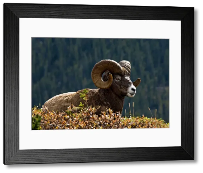 Framed Print : Bighorn sheep, Ovis canadensis. Ram, Jasper National Park, Alberta, Canada