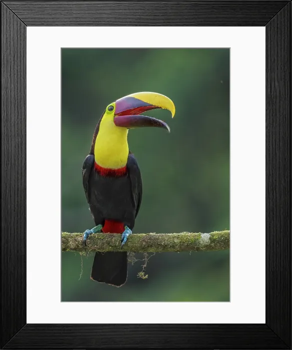 Framed Print : Yellow-throated Toucan (Ramphastos ambiguus), also known as the Chestnut-mandibled Toucan, Boca Tapada, Costa Rica Framed Print : Yellow-throated Toucan (Ramphastos ambiguus), also known as the Chestnut-mandibled Toucan, Boca Tapada, Costa Rica