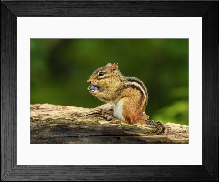 Framed Print : Eastern chipmunk (Tamias striatus) Eating a wild blueberry, Greater Sudbury, Ontario, Canada Framed Print : Eastern chipmunk (Tamias striatus) Eating a wild blueberry, Greater Sudbury, Ontario, Canada