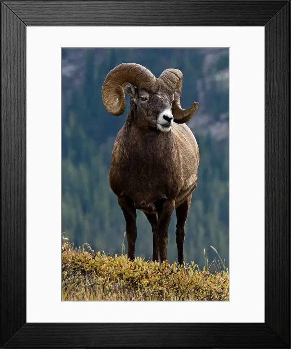 Framed Print : Bighorn sheep, Ovis canadensis. Ram, Jasper National Park, Alberta, Canada Framed Print : Bighorn sheep, Ovis canadensis. Ram, Jasper National Park, Alberta, Canada