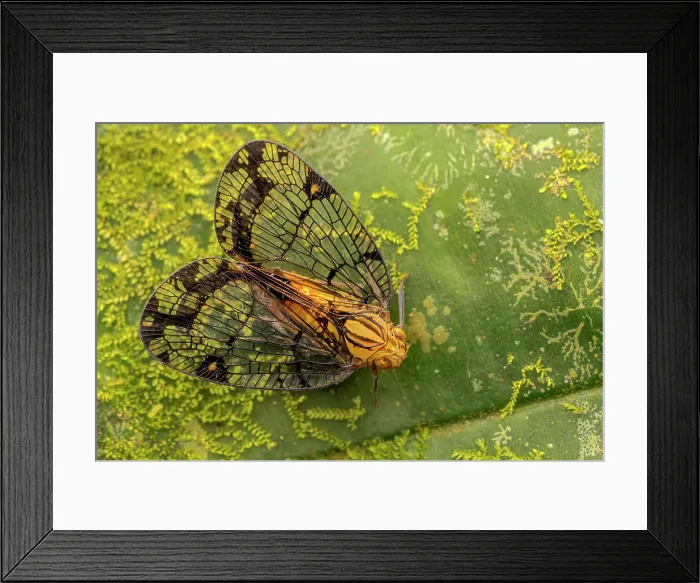 Framed Print : Nogodinid Planthopper Species, Costa Rica Framed Print : Nogodinid Planthopper Species, Costa Rica