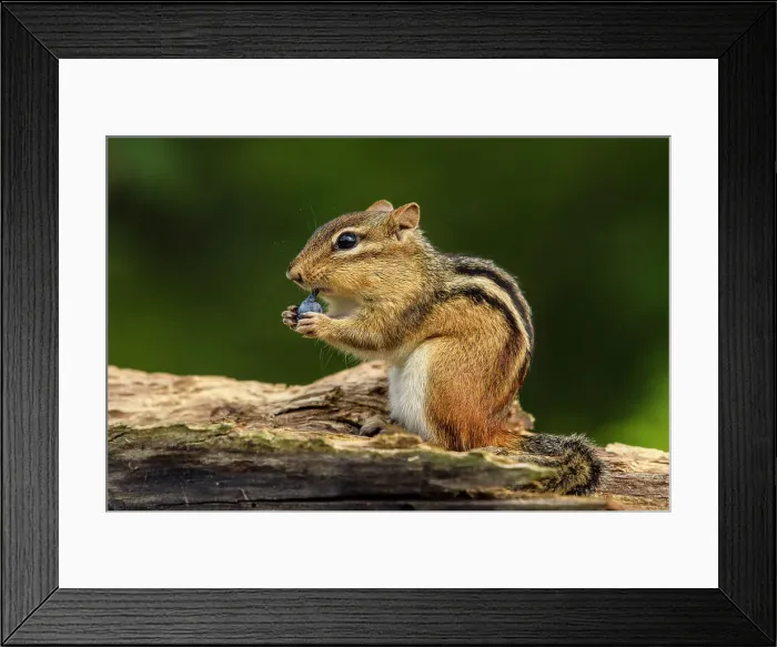 Framed Print : Eastern chipmunk (Tamias striatus) Eating a wild blueberry, Greater Sudbury, Ontario, Canada Framed Print : Eastern chipmunk (Tamias striatus) Eating a wild blueberry, Greater Sudbury, Ontario, Canada