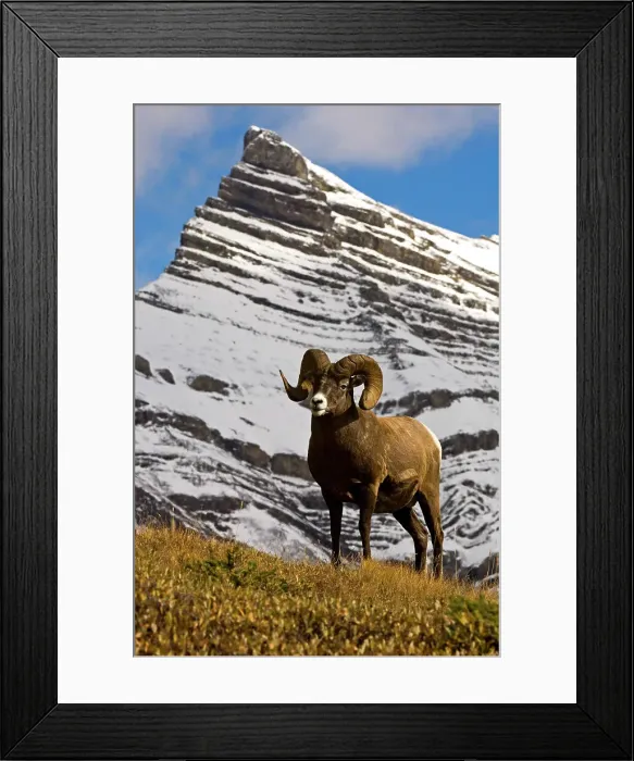 Framed Print : Bighorn sheep, Ovis canadensis. Ram, Jasper National Park, Alberta, Canada Framed Print : Bighorn sheep, Ovis canadensis. Ram, Jasper National Park, Alberta, Canada
