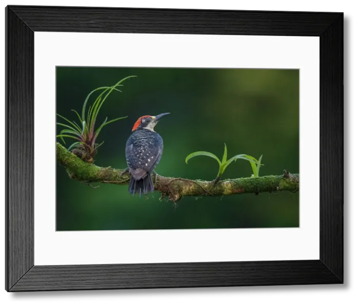 Framed Print : Black-cheeked Woodpecker (Melanerpes pucherani), Boca Tapada, Costa Rica Framed Print : Black-cheeked Woodpecker (Melanerpes pucherani), Boca Tapada, Costa Rica