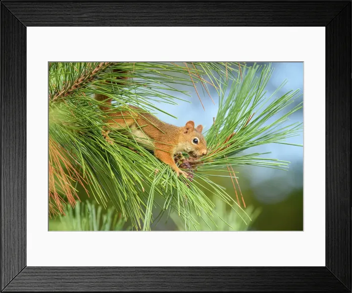 Framed Print : Red squirrel (Tamiasciurus hudsonicus) Foraging for pine cones in a red pine, Greater Sudbury, Ontario, Canada Framed Print : Red squirrel (Tamiasciurus hudsonicus) Foraging for pine cones in a red pine, Greater Sudbury, Ontario, Canada