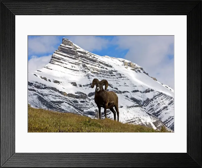 Framed Print : Bighorn sheep, Ovis canadensis. Ram, Jasper National Park, Alberta, Canada Framed Print : Bighorn sheep, Ovis canadensis. Ram, Jasper National Park, Alberta, Canada