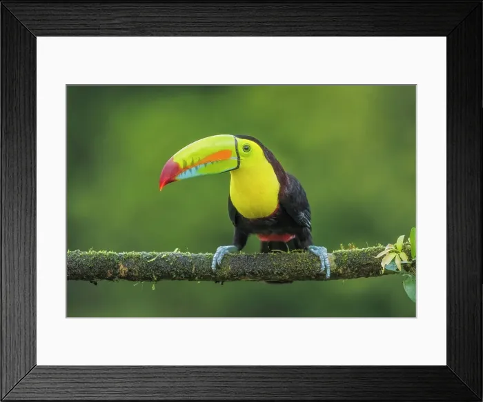 Framed Print : Keel-billed Toucan (Ramphastos sulfuratus), Costa Rica Framed Print : Keel-billed Toucan (Ramphastos sulfuratus), Costa Rica