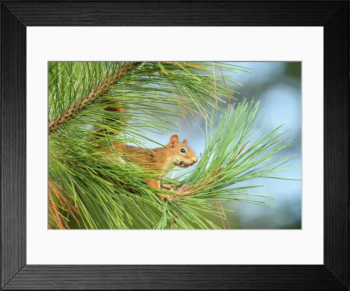 Framed Print : Red squirrel (Tamiasciurus hudsonicus) Foraging for pine cones in a red pine, Greater Sudbury, Ontario, Canada Framed Print : Red squirrel (Tamiasciurus hudsonicus) Foraging for pine cones in a red pine, Greater Sudbury, Ontario, Canada