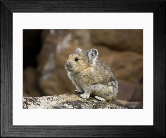 Framed Print : Pika, Ochotona princeps. Gathering vegetation, Peter Lougheed Provincial Park, Alberta, Canada Framed Print : Pika, Ochotona princeps. Gathering vegetation, Peter Lougheed Provincial Park, Alberta, Canada