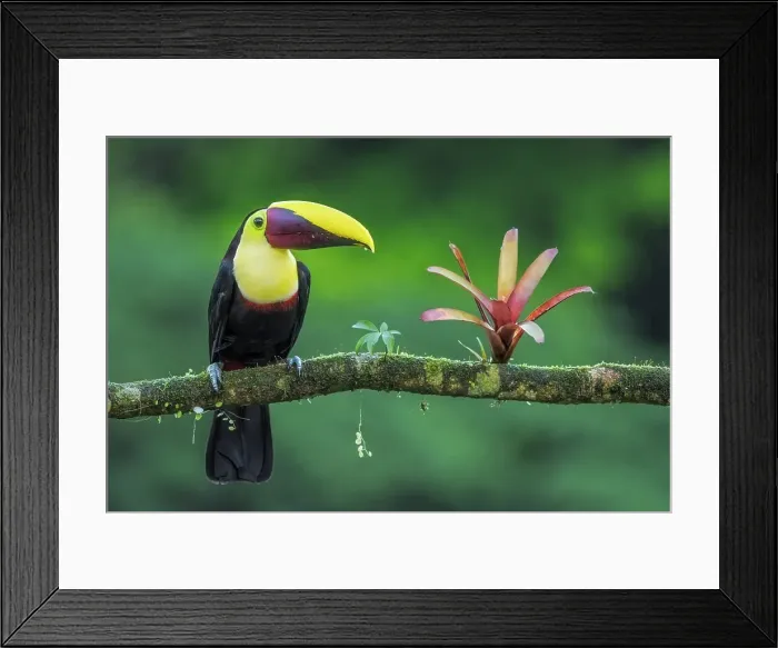 Framed Print : Yellow-throated Toucan (Ramphastos ambiguus), also known as the Chestnut-mandibled Toucan, Boca Tapada, Costa Rica Framed Print : Yellow-throated Toucan (Ramphastos ambiguus), also known as the Chestnut-mandibled Toucan, Boca Tapada, Costa Rica