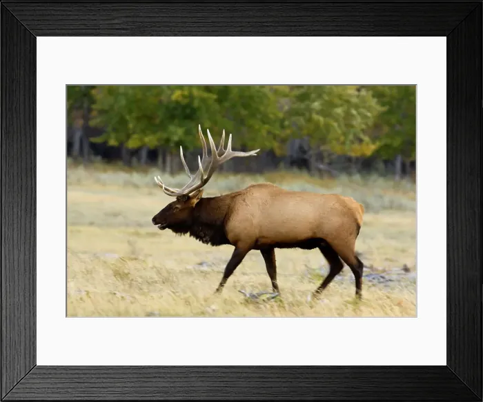 Framed Print : Elk, Cervus elaphus. Rutting Stag / bull in autumn, Waterton Lake National Park, Alberta, Canada Framed Print : Elk, Cervus elaphus. Rutting Stag / bull in autumn, Waterton Lake National Park, Alberta, Canada