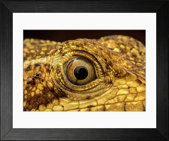 Framed Print : Common Basilisk (Basiliscus basiliscus), Costa Rica Framed Print : Common Basilisk (Basiliscus basiliscus), Costa Rica