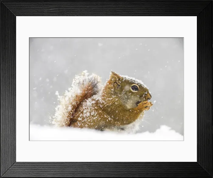 Framed Print : Red squirrel (Tamiasciurus hudsonicus) eating seeds in a spring snowstorm, Greater Sudbury, Ontario, Canada Framed Print : Red squirrel (Tamiasciurus hudsonicus) eating seeds in a spring snowstorm, Greater Sudbury, Ontario, Canada