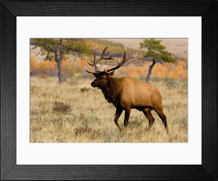 Framed Print : Elk, Cervus elaphus. Rutting Stag / bull in autumn, Waterton Lake National Park, Alberta, Canada Framed Print : Elk, Cervus elaphus. Rutting Stag / bull in autumn, Waterton Lake National Park, Alberta, Canada