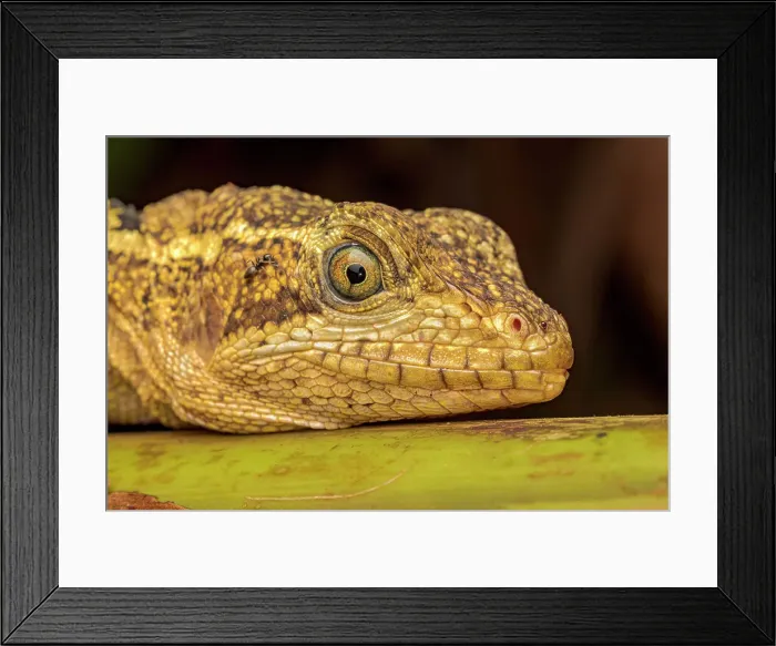 Framed Print : Common Basilisk (Basiliscus basiliscus), Costa Rica Framed Print : Common Basilisk (Basiliscus basiliscus), Costa Rica