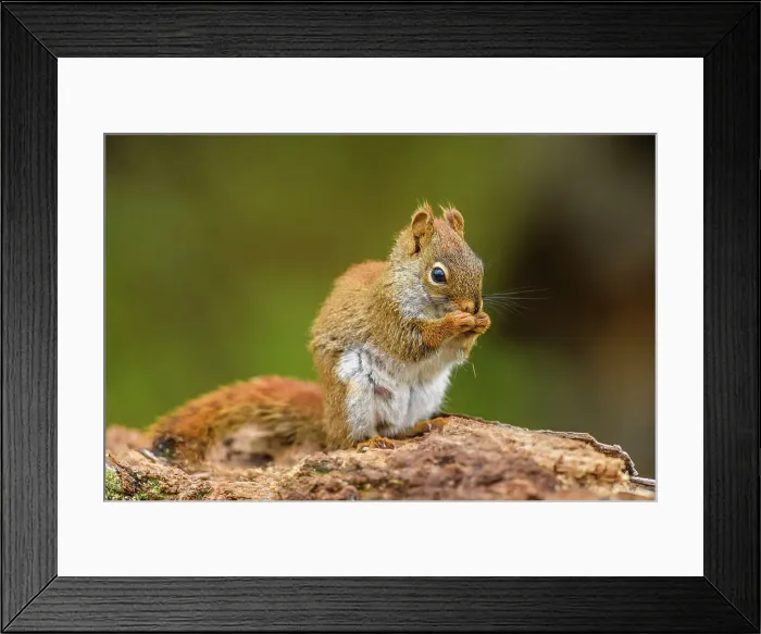 Framed Print : Red squirrel (Tamiasciurus hudsonicus), Greater Sudbury, Ontario, Canada Framed Print : Red squirrel (Tamiasciurus hudsonicus), Greater Sudbury, Ontario, Canada