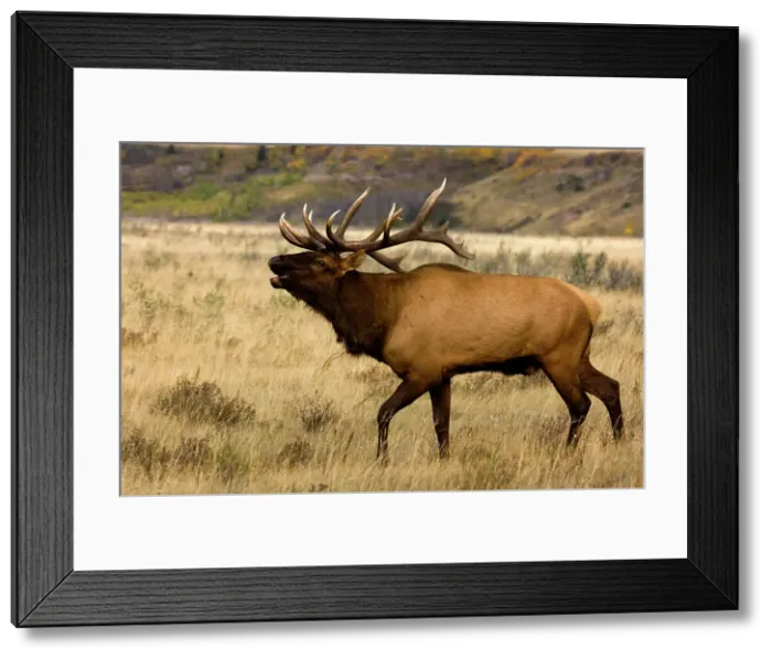 Framed Print : Elk, Cervus elaphus. Rutting Stag / bull in autumn, Waterton Lake National Park, Alberta, Canada Framed Print : Elk, Cervus elaphus. Rutting Stag / bull in autumn, Waterton Lake National Park, Alberta, Canada