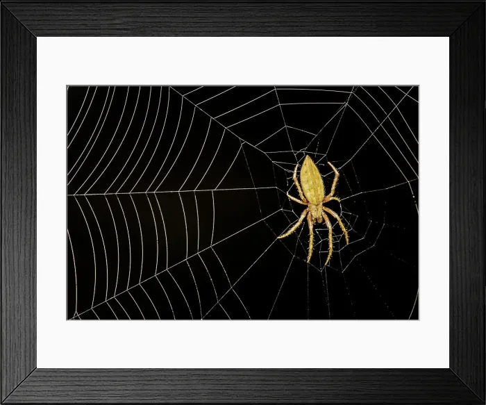 Framed Print : Orb Weaver Spider, Costa Rica Framed Print : Orb Weaver Spider, Costa Rica