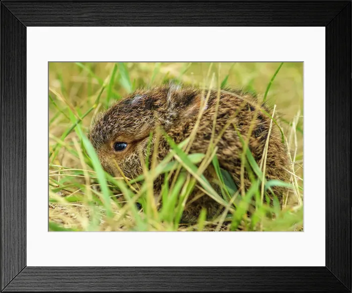Framed Print : Varying / snowshoe hare (Lepus americanus) Newborn baby attempting to camouflage in grass, Greater Sudbury, Ontario, Canada Framed Print : Varying / snowshoe hare (Lepus americanus) Newborn baby attempting to camouflage in grass, Greater Sudbury, Ontario, Canada