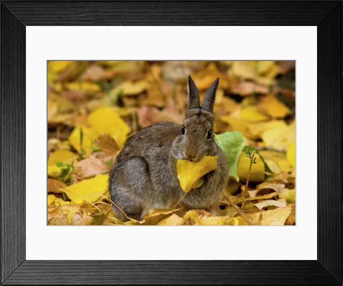 Framed Print : Nuttall's Cottontail, Sylvilagus nuttallii. Eating cottonwood leaves, Writing on Stone Provincial Park, Alberta, Canada