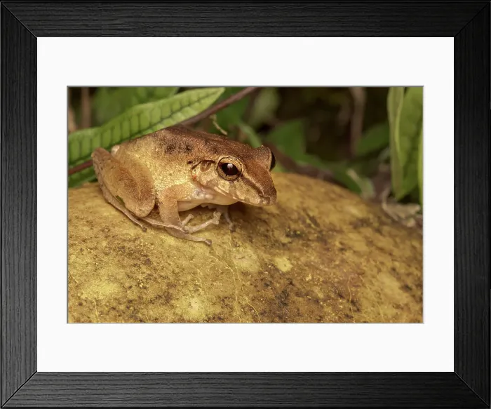 Framed Print : Fitzinger's Robber Frog (Craugastor fitzingeri), Costa Rica Framed Print : Fitzinger's Robber Frog (Craugastor fitzingeri), Costa Rica