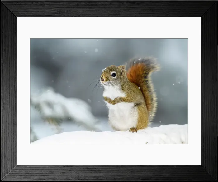Framed Print : Red squirrel (Tamiasciurus hudsonicus), Greater Sudbury, Ontario, Canada Framed Print : Red squirrel (Tamiasciurus hudsonicus), Greater Sudbury, Ontario, Canada