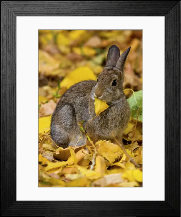 Framed Print : Nuttall's Cottontail, Sylvilagus nuttallii. Eating cottonwood leaves, Writing on Stone Provincial Park, Alberta, Canada Framed Print : Nuttall's Cottontail, Sylvilagus nuttallii. Eating cottonwood leaves, Writing on Stone Provincial Park, Alberta, Canada