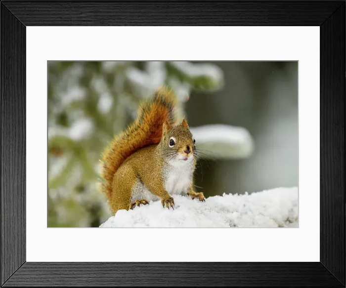Framed Print : Red squirrel (Tamiasciurus hudsonicus), Greater Sudbury, Ontario, Canada Framed Print : Red squirrel (Tamiasciurus hudsonicus), Greater Sudbury, Ontario, Canada