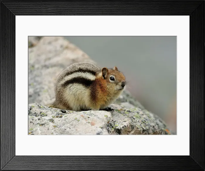 Framed Print : Golden mantled ground squirrel (Spermophilus lateralis), Jasper NP, Alberta, Canada Framed Print : Golden mantled ground squirrel (Spermophilus lateralis), Jasper NP, Alberta, Canada