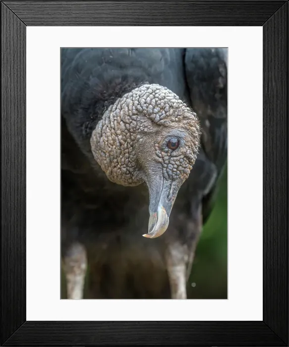 Framed Print : Black Vulture (Coragyps atratus), Costa Rica Framed Print : Black Vulture (Coragyps atratus), Costa Rica