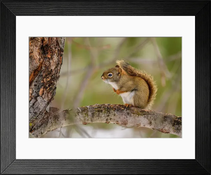 Framed Print : Red squirrel (Tamiasciurus hudsonicus) Foraging in a maple tree, Greater Sudbury, Ontario, Canada Framed Print : Red squirrel (Tamiasciurus hudsonicus) Foraging in a maple tree, Greater Sudbury, Ontario, Canada