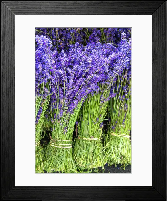 Framed Print : Lavender bunches, Kent, England
