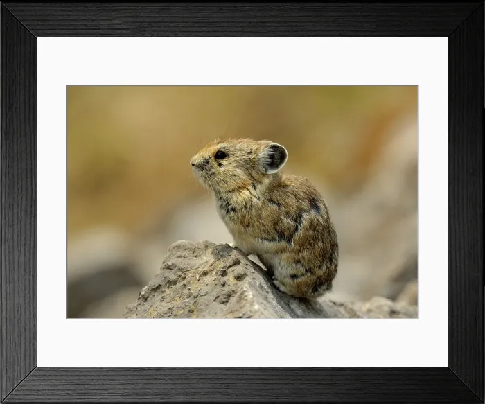 Framed Print : Pika (Ochotona princeps) Alert individual near den, Jasper NP, Alberta, Canada Framed Print : Pika (Ochotona princeps) Alert individual near den, Jasper NP, Alberta, Canada