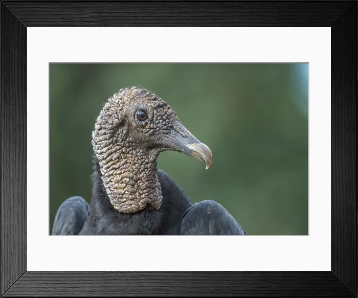 Framed Print : Black Vulture (Coragyps atratus), Costa Rica Framed Print : Black Vulture (Coragyps atratus), Costa Rica
