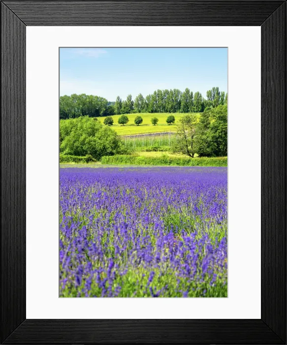 Framed Print : Lavender fields in Shoreham, Kent, England Framed Print : Lavender fields in Shoreham, Kent, England