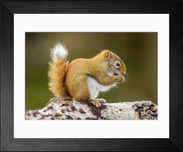 Framed Print : Red squirrel (Tamiasciurus hudsonicus) Eating seeds at the bird feeder, Greater Sudbury, Ontario, Canada Framed Print : Red squirrel (Tamiasciurus hudsonicus) Eating seeds at the bird feeder, Greater Sudbury, Ontario, Canada