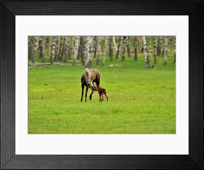 Framed Print : Moose (Alces alces) Mother and newborn calf, Chain Lakes Prov Pk, Alberta, Canada Framed Print : Moose (Alces alces) Mother and newborn calf, Chain Lakes Prov Pk, Alberta, Canada