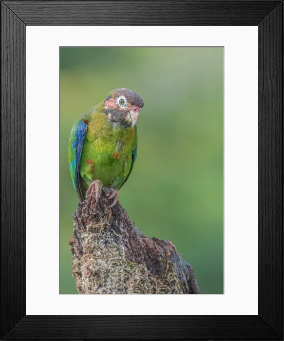 Framed Print : Brown-hooded Parrot (Pyrilia haematotis), Boca Tapada, Costa Rica