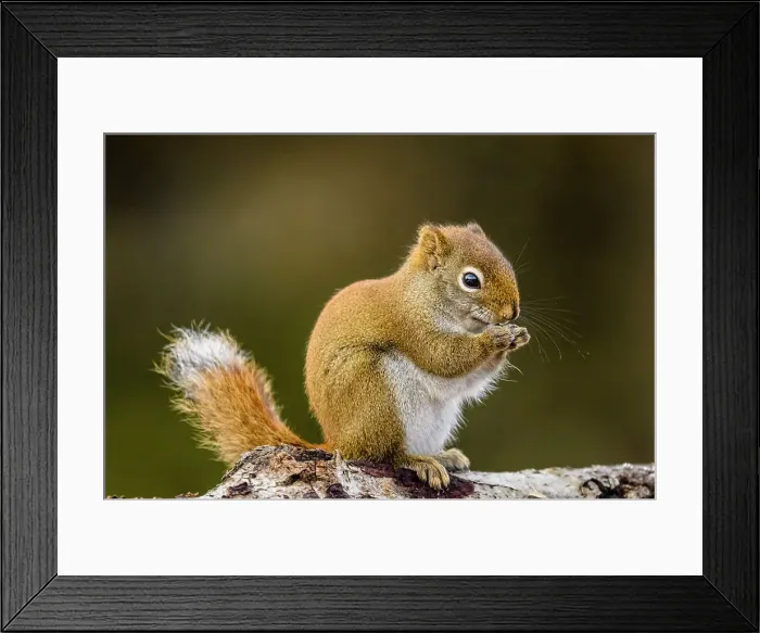 Framed Print : Red squirrel (Tamiasciurus hudsonicus) Eating seeds at the bird feeder, Greater Sudbury, Ontario, Canada Framed Print : Red squirrel (Tamiasciurus hudsonicus) Eating seeds at the bird feeder, Greater Sudbury, Ontario, Canada