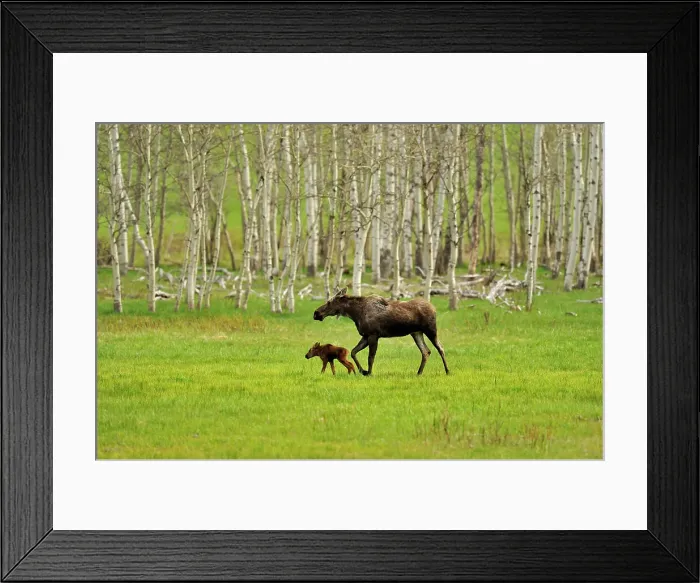 Framed Print : Moose (Alces alces) Mother and newborn calf, Chain Lakes Prov Pk, Alberta, Canada Framed Print : Moose (Alces alces) Mother and newborn calf, Chain Lakes Prov Pk, Alberta, Canada