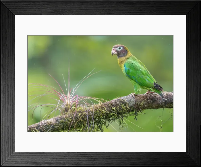 Framed Print : Brown-hooded Parrot (Pyrilia haematotis), Boca Tapada, Costa Rica