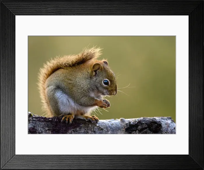 Framed Print : Red squirrel (Tamiasciurus hudsonicus) Eating seeds at the bird feeder, Greater Sudbury, Ontario, Canada Framed Print : Red squirrel (Tamiasciurus hudsonicus) Eating seeds at the bird feeder, Greater Sudbury, Ontario, Canada