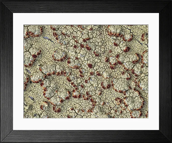 Framed Print : Lichens and moss on rock in Nunavik, Quebec, Canada Framed Print : Lichens and moss on rock in Nunavik, Quebec, Canada