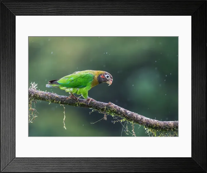 Framed Print : Brown-hooded Parrot (Pyrilia haematotis), Boca Tapada, Costa Rica Framed Print : Brown-hooded Parrot (Pyrilia haematotis), Boca Tapada, Costa Rica
