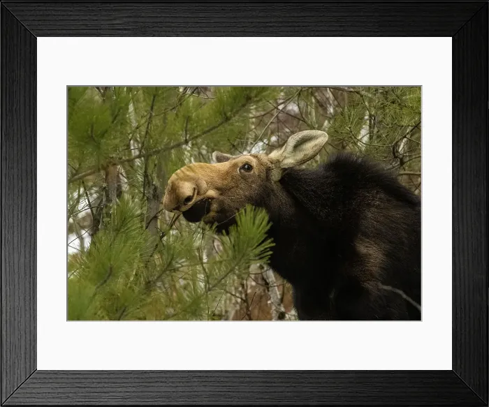 Framed Print : Female moose (Alces alces) in pine and birch woodlot eating twigs and pine needles in late winter. Greater Sudbury, Ontario, Canada Framed Print : Female moose (Alces alces) in pine and birch woodlot eating twigs and pine needles in late winter. Greater Sudbury, Ontario, Canada