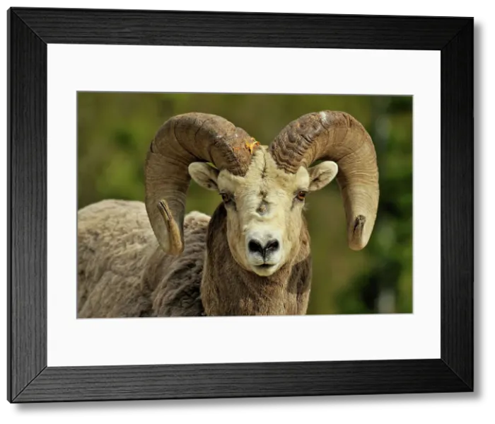 Framed Print : Bighorn sheep (Ovis Canadensis) Ram, Waterton Lakes NP, Alberta, Canada Framed Print : Bighorn sheep (Ovis Canadensis) Ram, Waterton Lakes NP, Alberta, Canada