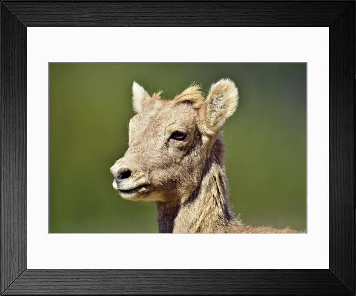 Framed Print : Bighorn sheep (Ovis canadensis), Peter Lougheed Provincial Park, Alberta, Canada Framed Print : Bighorn sheep (Ovis canadensis), Peter Lougheed Provincial Park, Alberta, Canada