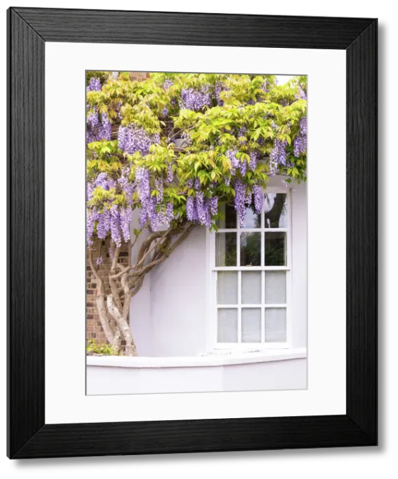 Framed Print : Blooming wisteria on a house in Chiswick, London, England Framed Print : Blooming wisteria on a house in Chiswick, London, England