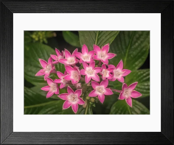 Framed Print : Penta Blossoms, Costa Rica Framed Print : Penta Blossoms, Costa Rica